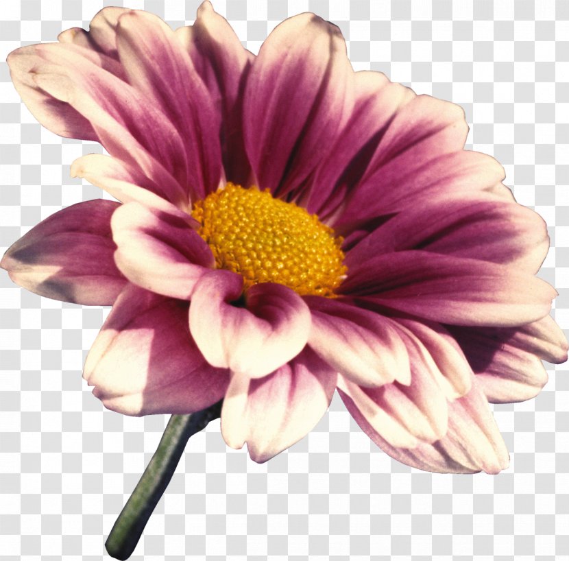 Flower Transvaal Daisy Clip Art - Violet - Gerbera Transparent PNG