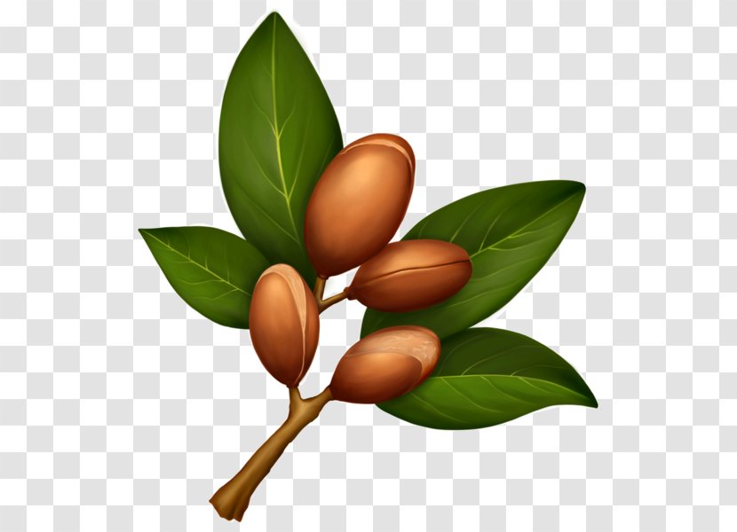 Argan Oil Organic Food Seed Transparent PNG