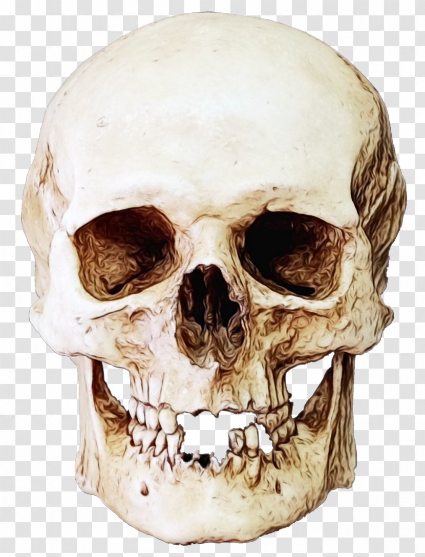 Bone Skull Skeleton Head Jaw - Forehead - Anthropology Transparent PNG