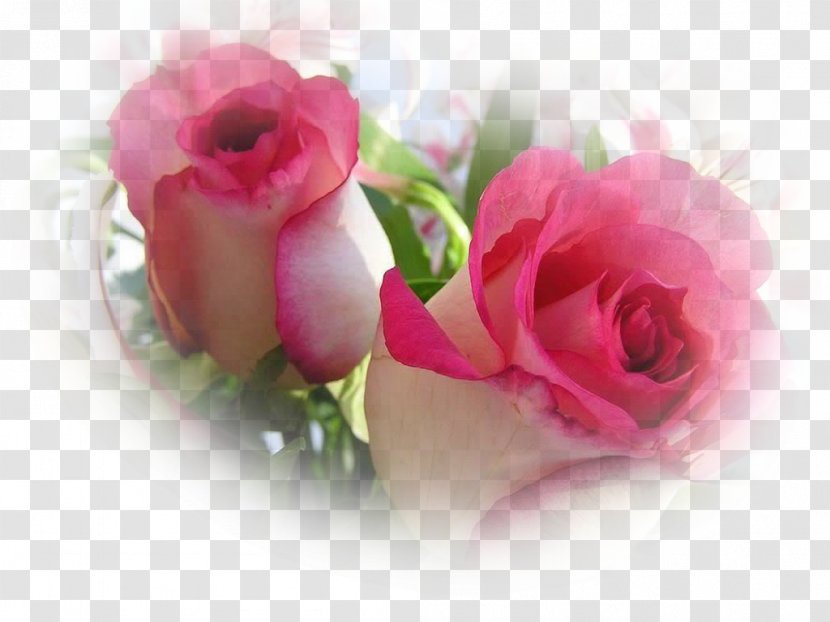 Desktop Wallpaper Rose Image Photograph Flower - Highdefinition Video Transparent PNG