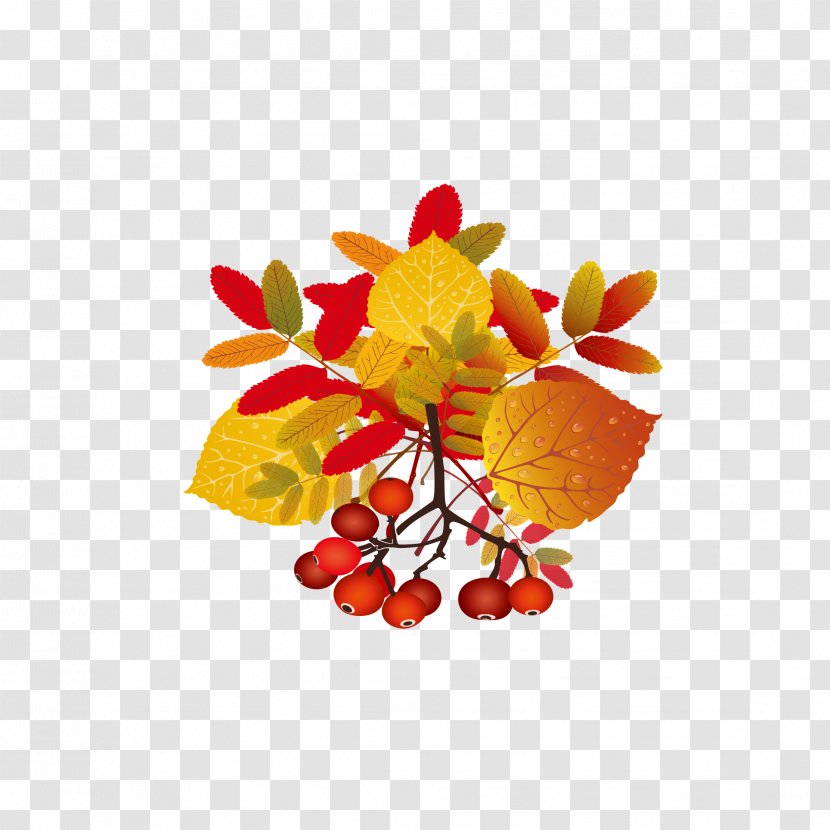 Autumn Leaf Information - Food - Fruit Hand-painted Transparent PNG
