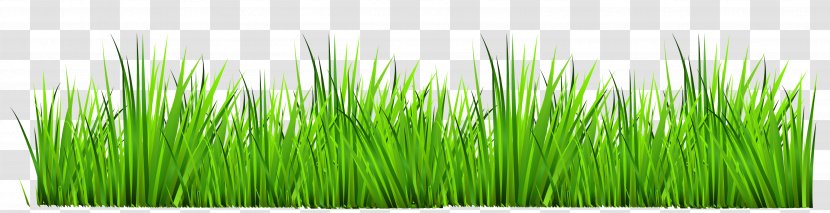 Drawing Royalty-free Photography Clip Art - Can Stock Photo - Cliparts Grass Border Transparent PNG