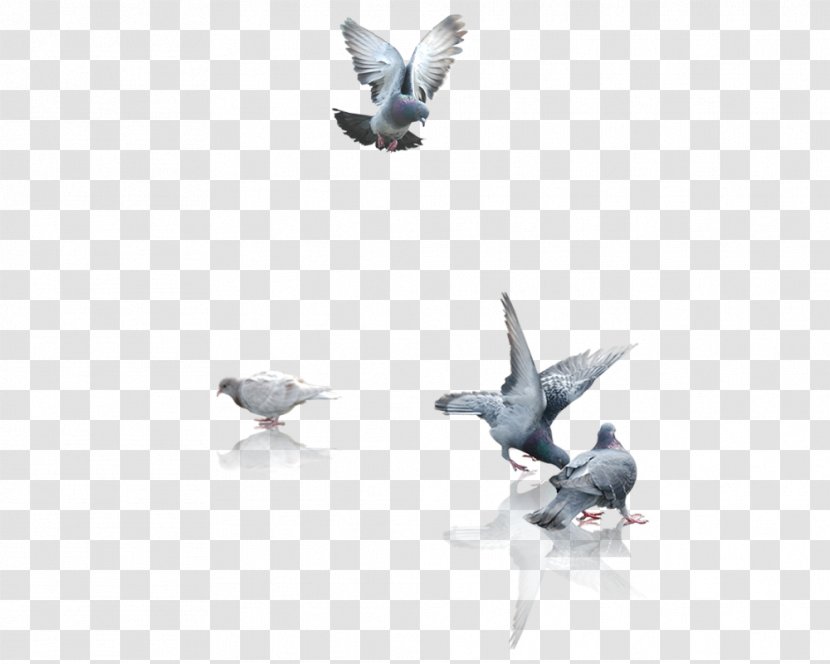 Fauna Computer Wallpaper - Wing - Pigeons Material Transparent PNG