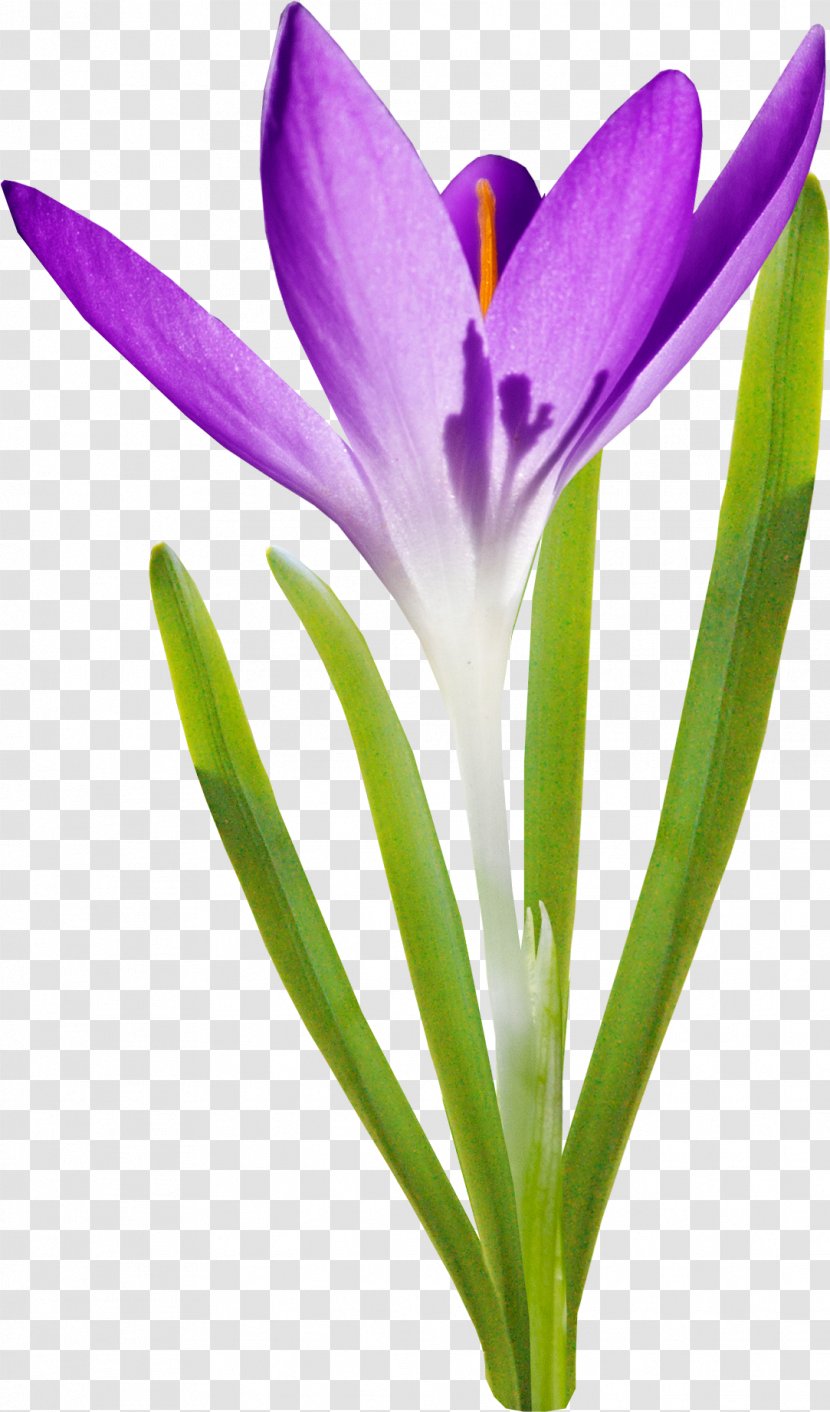 Saffron Flower Petal Autumn Crocus - Designer Transparent PNG