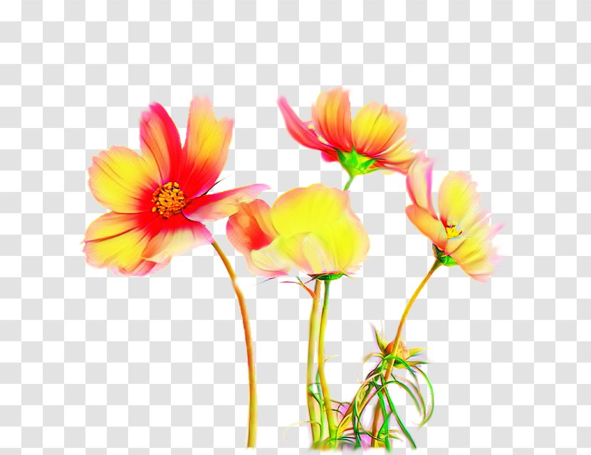 Flower Flowering Plant Petal Cut Flowers - Garden Cosmos - Pedicel Transparent PNG