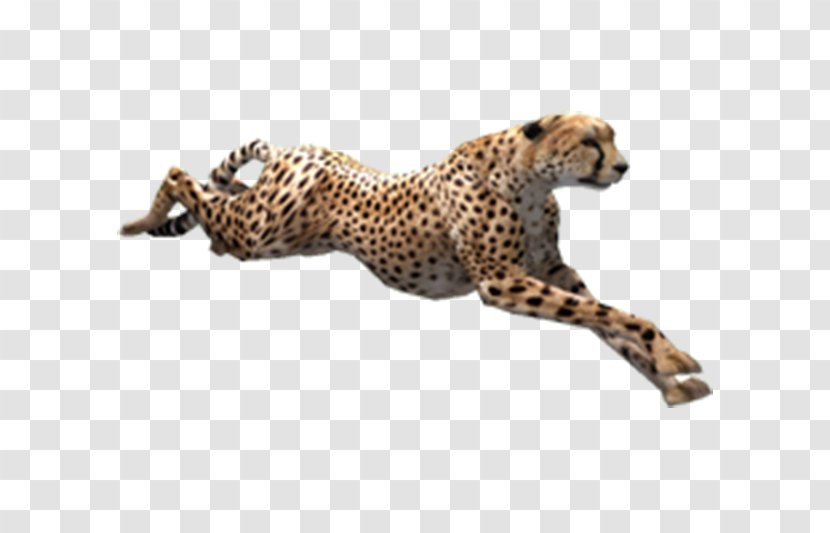 Cheetah Zoo Tycoon 2 - Felidae - Running Transparent PNG