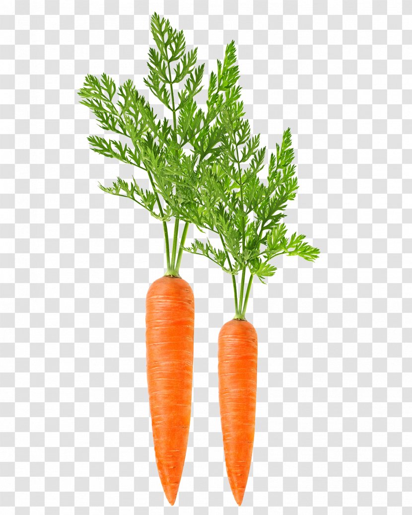 Carrot Harvester Leaf Vegetable Food - Carrots Vegetables Transparent PNG