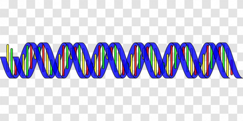Nucleic Acid Double Helix DNA RNA Clip Art - Brand - SRIRAM Transparent PNG