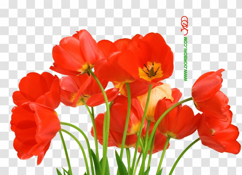 Desktop Wallpaper Flower Love Petal - Coquelicot - Beautiful Poppy Flowers Transparent PNG