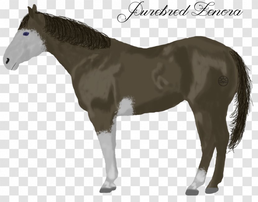 Mule Foal Stallion Mare Donkey - Halter - Brown Horse Head Side Transparent PNG