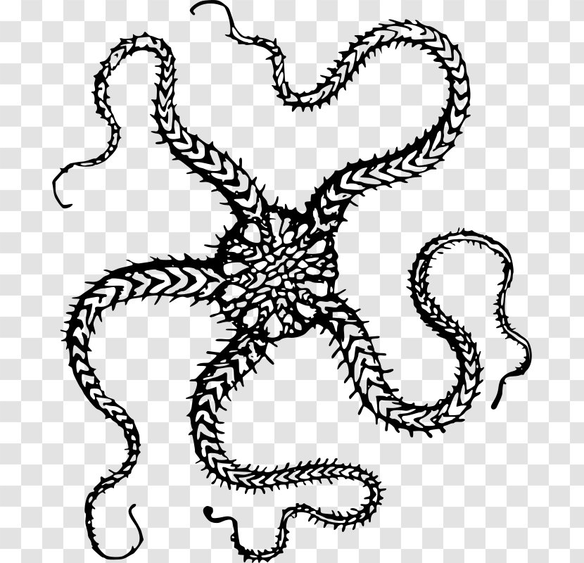 T-shirt Hoodie Starfish Clip Art - Invertebrate - Legs Transparent PNG