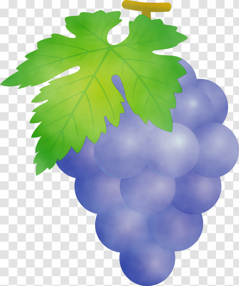 Grape Leaf Grape Leaves Grapevine Family Seedless Fruit Transparent PNG