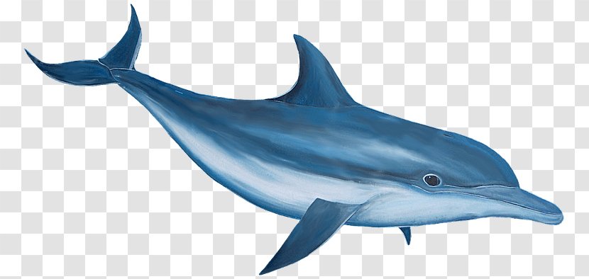 Spinner Dolphin Clip Art - Porpoise - Cartoon Transparent PNG