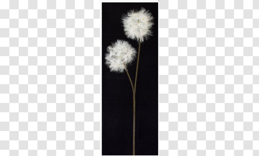 Dandelion - Plant - Flower Transparent PNG