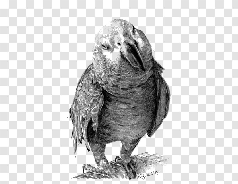 Drawing Pencil Art Portrait Sketch - Bird - Parrot Transparent PNG