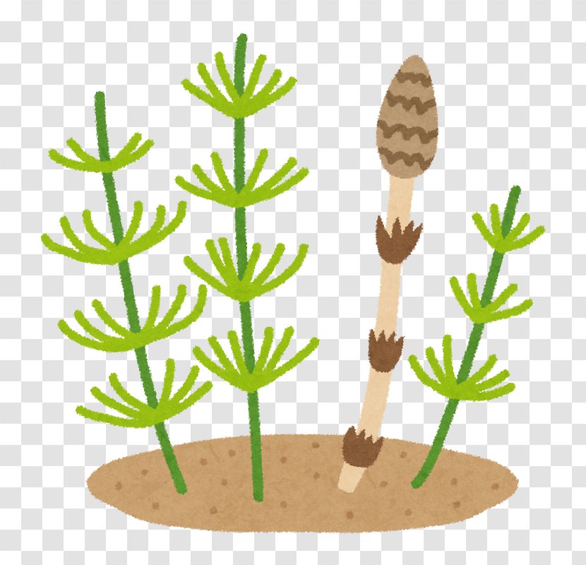 Field Horsetail Food かしわ地域若者サポートステーション Child - Tree Transparent PNG