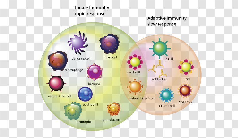 Immune System T Cell Immunity White Blood Transparent PNG