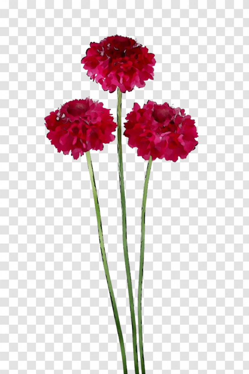 Carnation Cut Flowers Plant Stem Herbaceous - Petal - Annual Transparent PNG