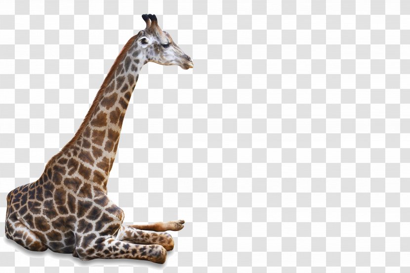 Northern Giraffe Wildlife - Horn Transparent PNG