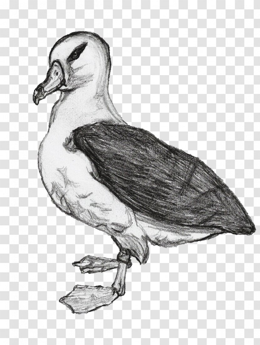 Duck Seabird Wader Beak - Blackbrowed Albatross Transparent PNG