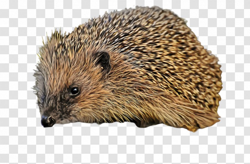 Erinaceidae Hedgehog Domesticated Porcupine New World - Fawn Mouse Transparent PNG
