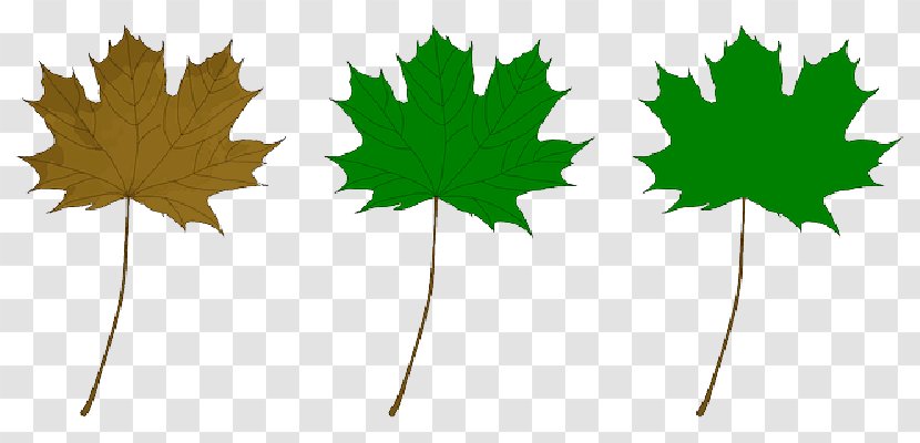 Clip Art Drawing Vector Graphics - Green - Autumn Maple Transparent PNG