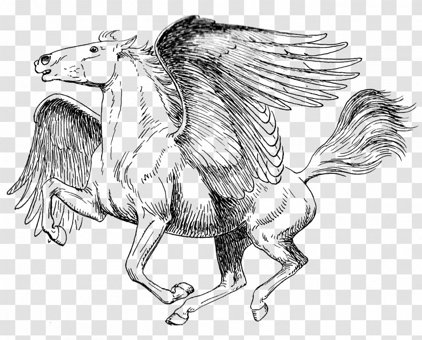 Coloring Book Drawing Pegasus Sketch - Mustang Horse Transparent PNG