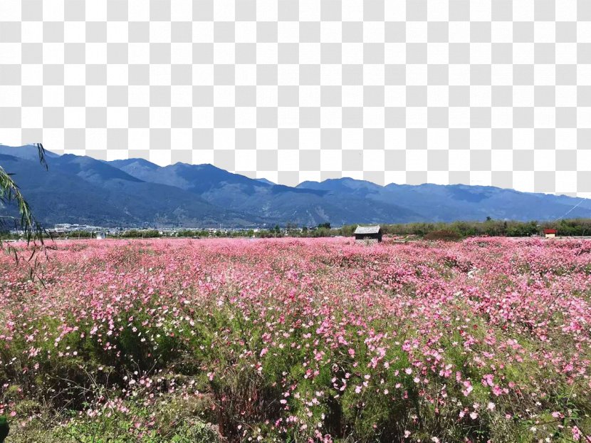 Erhai Lake Cangshan Sea - Grass Family - Flowers Transparent PNG