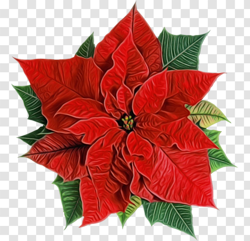 Holly Transparent PNG