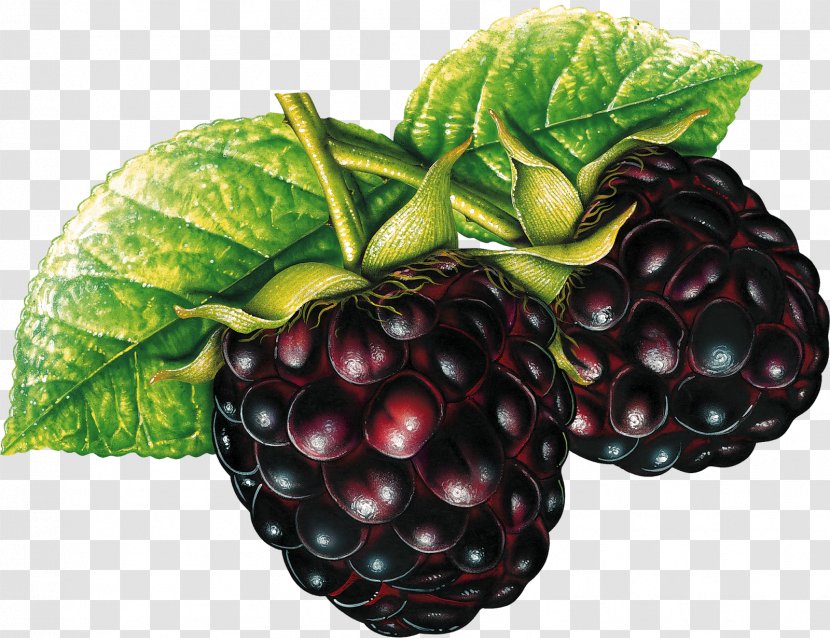 Blackberry Clip Art Fruit Raspberry Berries - Berry - Black Mulberry Psd Transparent PNG