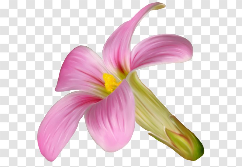 Pink M Cut Flowers Petal Daylily - Flower - Lily Transparent PNG