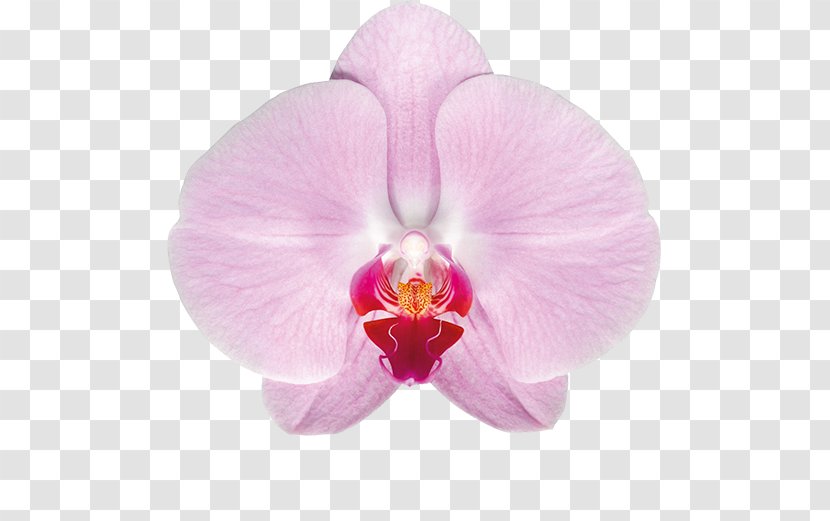 Moth Orchids Vanda Tricolor Plant Cattleya - Magenta Transparent PNG