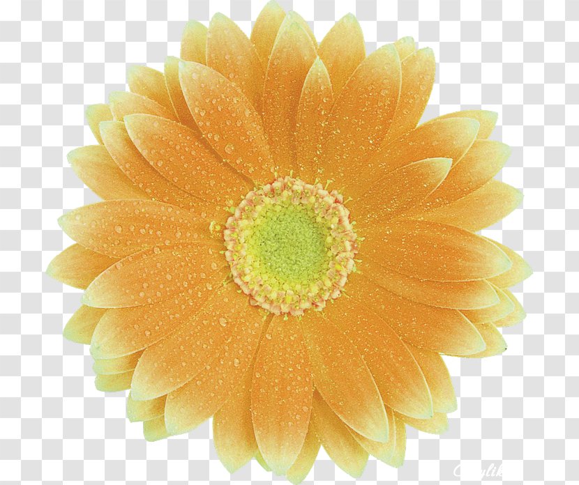 Transvaal Daisy Yellow Flower Color Petal - Gerbera Transparent PNG