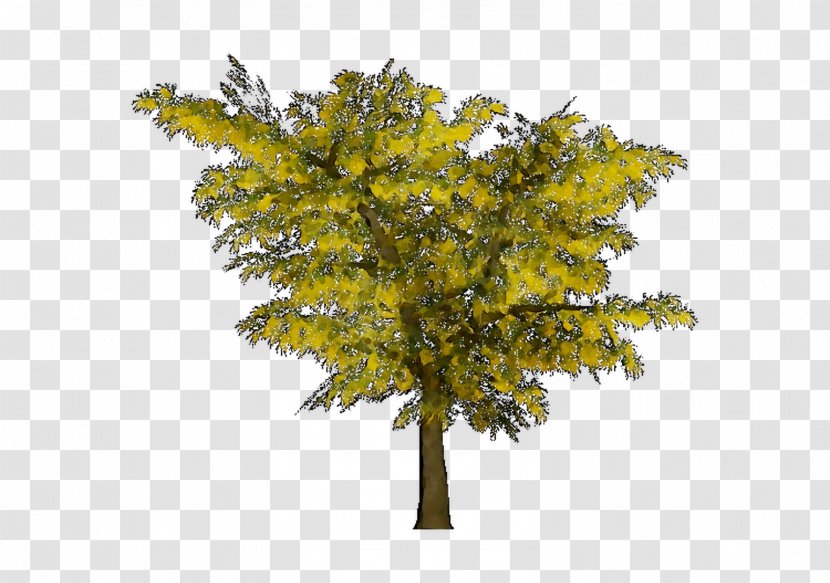 Twig Mimosa Maidenhair Tree Larch - Branch Transparent PNG