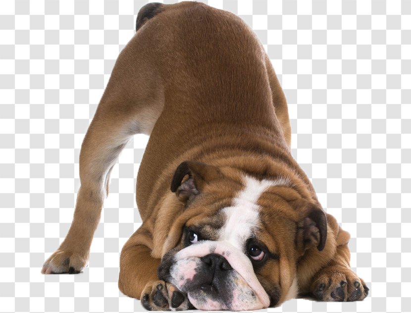 Bulldog Shar Pei Stock Photography Royalty-free Bayard The Bloodhound - Snout - American Kennel Club Transparent PNG