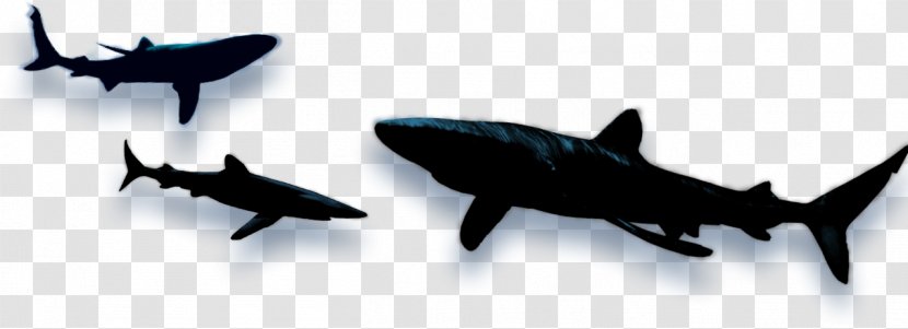 Shark Fin Soup Wars Clip Art - Free Content - Images Transparent PNG