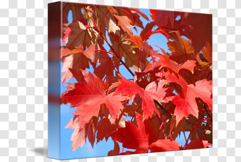 Maple Leaf Autumn Branching - Plant - Early Poster Transparent PNG