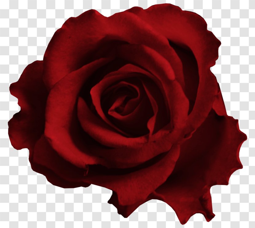 Garden Roses Cabbage Rose Red Clip Art - Family - Flower Transparent PNG