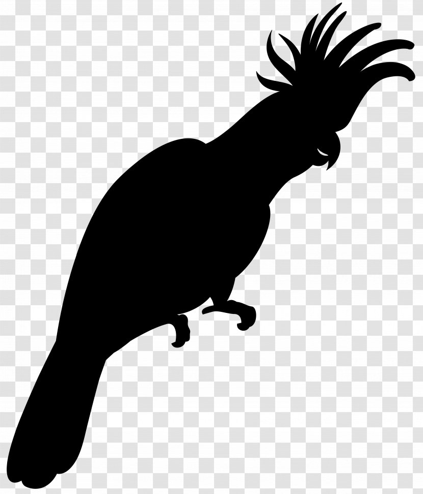 Beak Clip Art Fauna Silhouette Pet - Parrot Transparent PNG