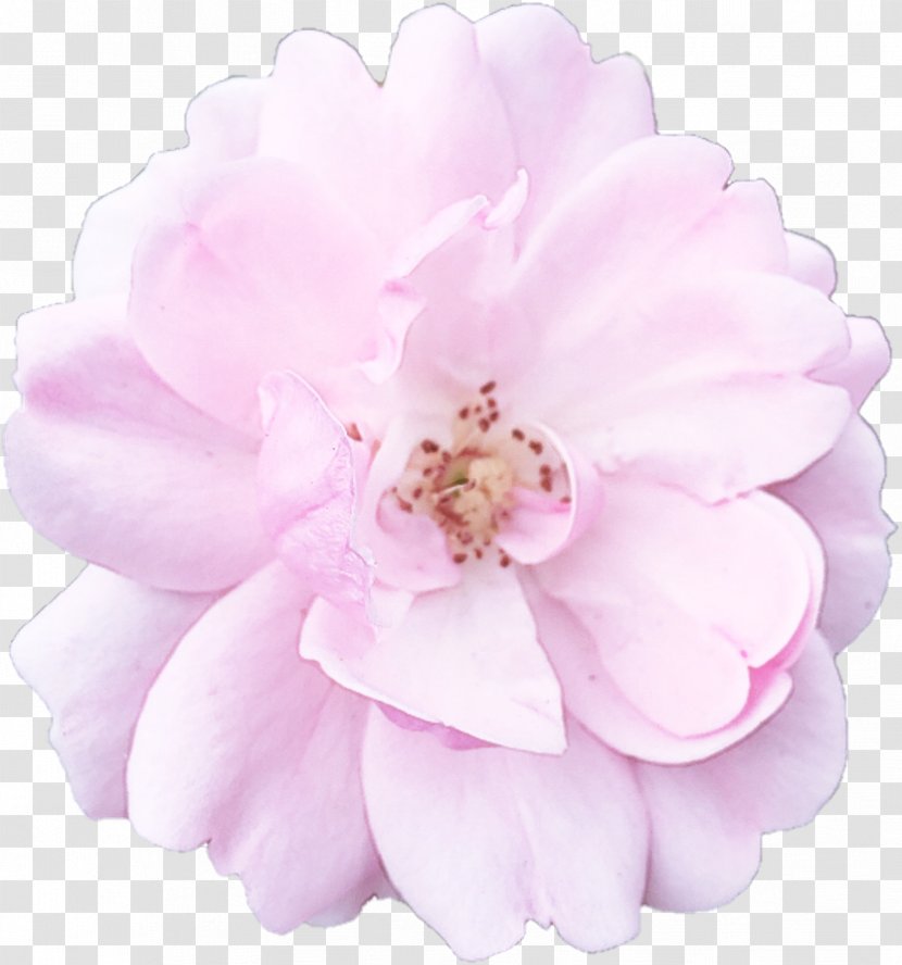Rose - Flower - Cut Flowers Transparent PNG