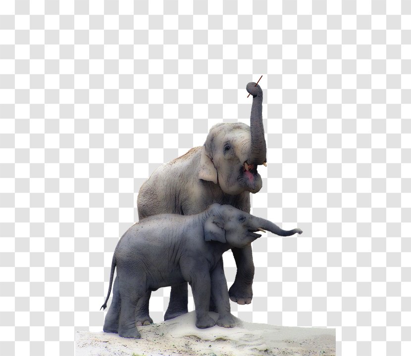 Elephants Indian Elephant Endotheliotropic Herpesvirus Pixel Transparent PNG