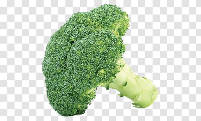 Broccoli Cabbage Vegetable Cauliflower Clip Art - Organism Transparent PNG