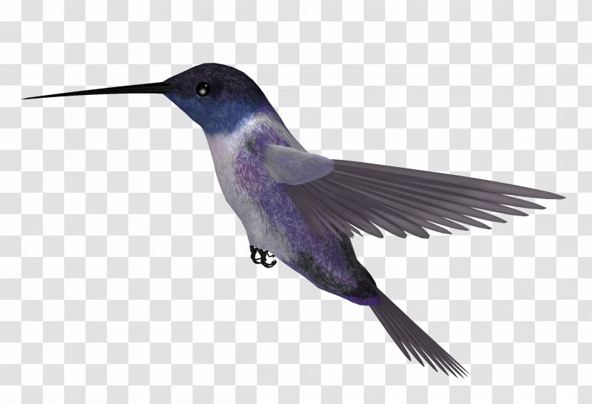 Hummingbird Blue-throated Mountaingem Clip Art - Color - Picture Transparent PNG