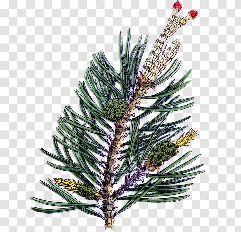 Spruce Fir Christmas Ornament Art Transparent PNG