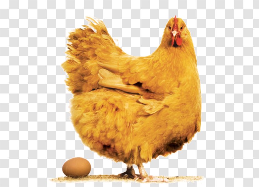 Handbook Of Avian Hybrids The World Scatman 2017 Chicken Jet Life 2016 Tunak Tun - Pet Chick Transparent PNG
