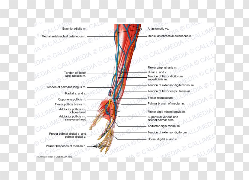 Muscle Forearm Nerve Hand - Heart - Arm Transparent PNG