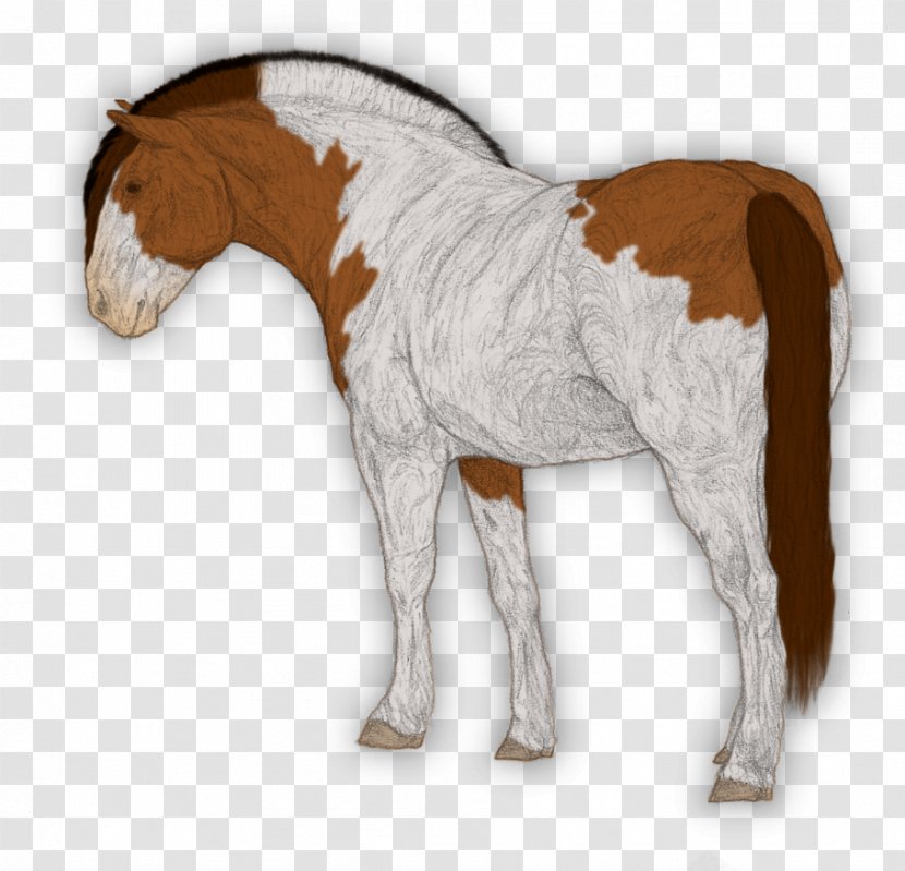 Foal Mustang Stallion Colt Mare - Horse Transparent PNG