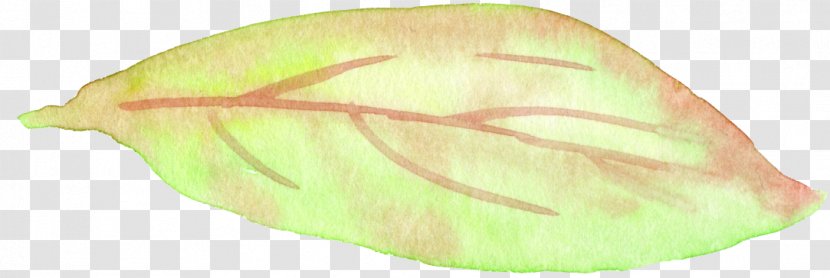 Vegetable Invertebrate Fruit Leaf - Organism Transparent PNG