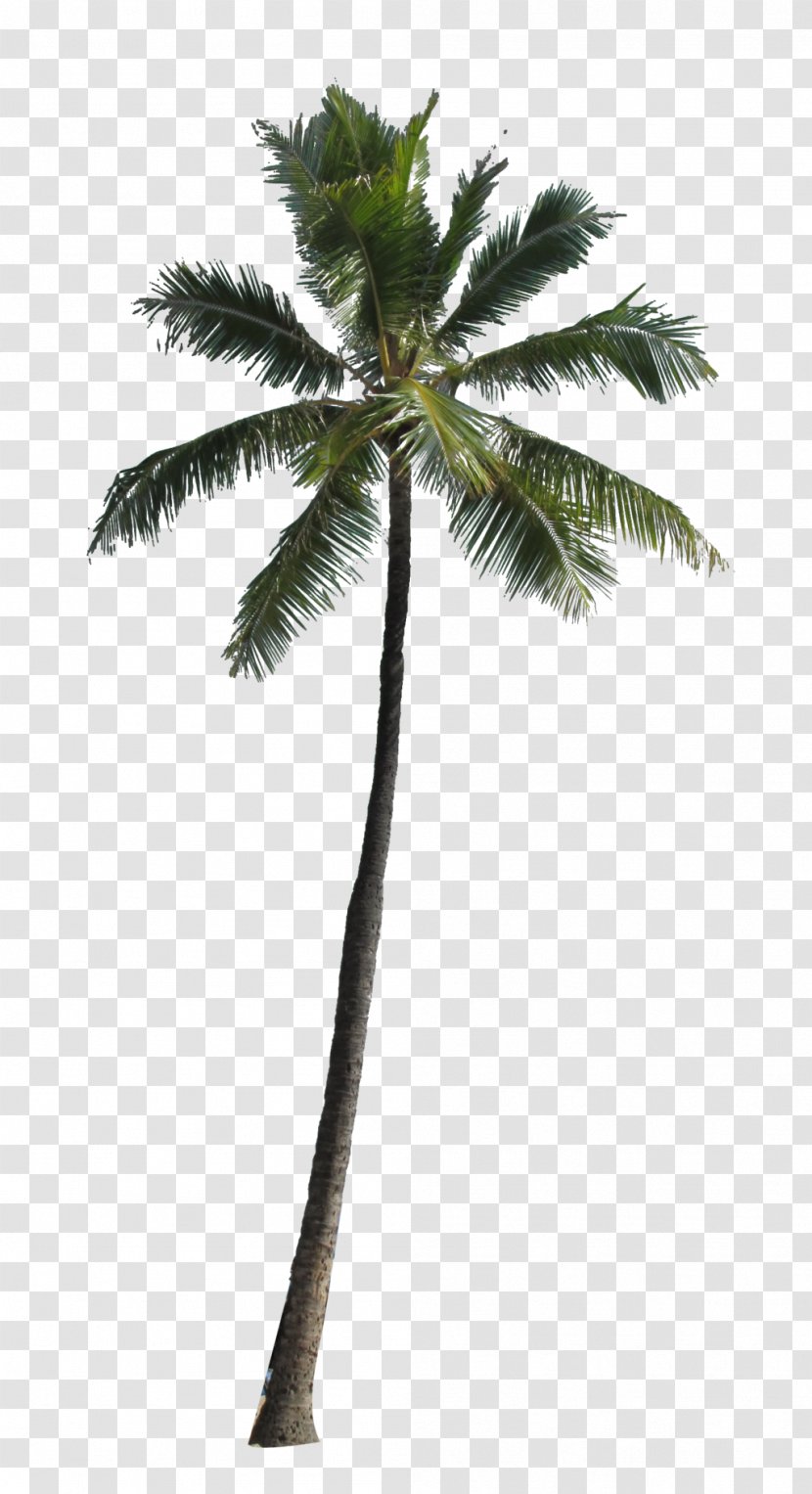 Arecaceae Tree Clip Art - Arecales - Palm Transparent PNG