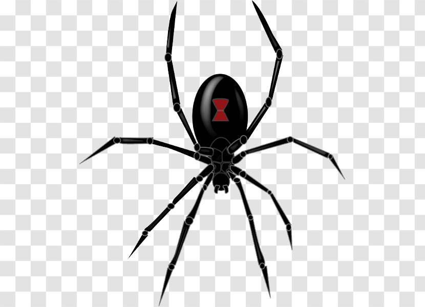 Southern Black Widow Redback Spider Drawing Clip Art - Decal - Clipart